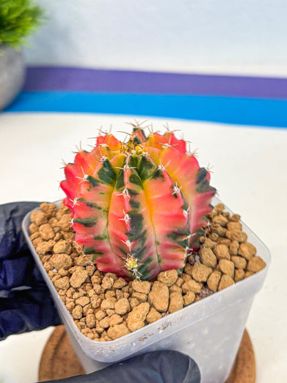 Gymnocalycium No Nmae (gy17) (gg) | Collector’s Edition