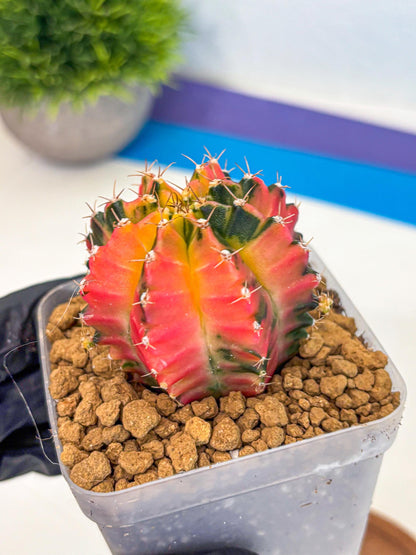Gymnocalycium No Nmae (gy17) (gg) | Collector’s Edition