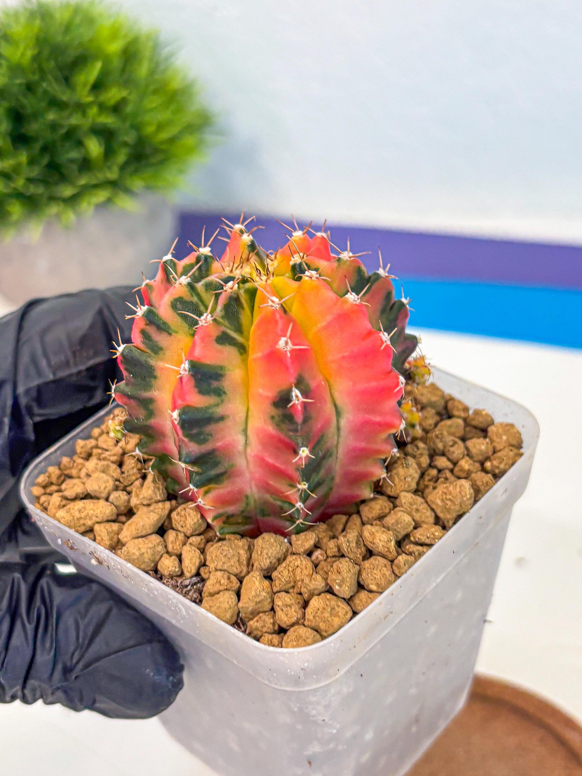 Gymnocalycium No Nmae (gy17) (gg) | Collector’s Edition