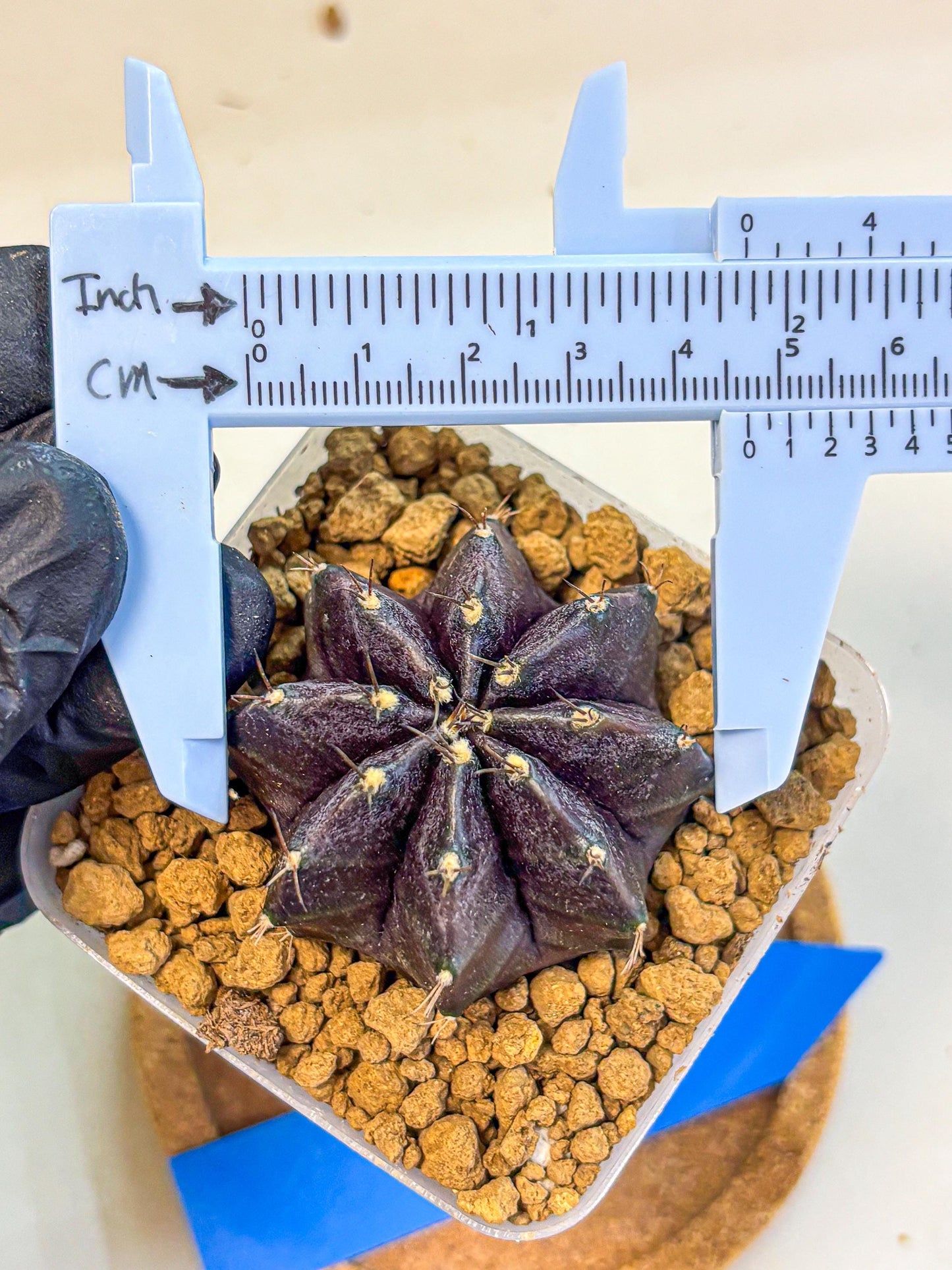 Gymnocalycium oo (gy17) (bb) | Collector’s Edition