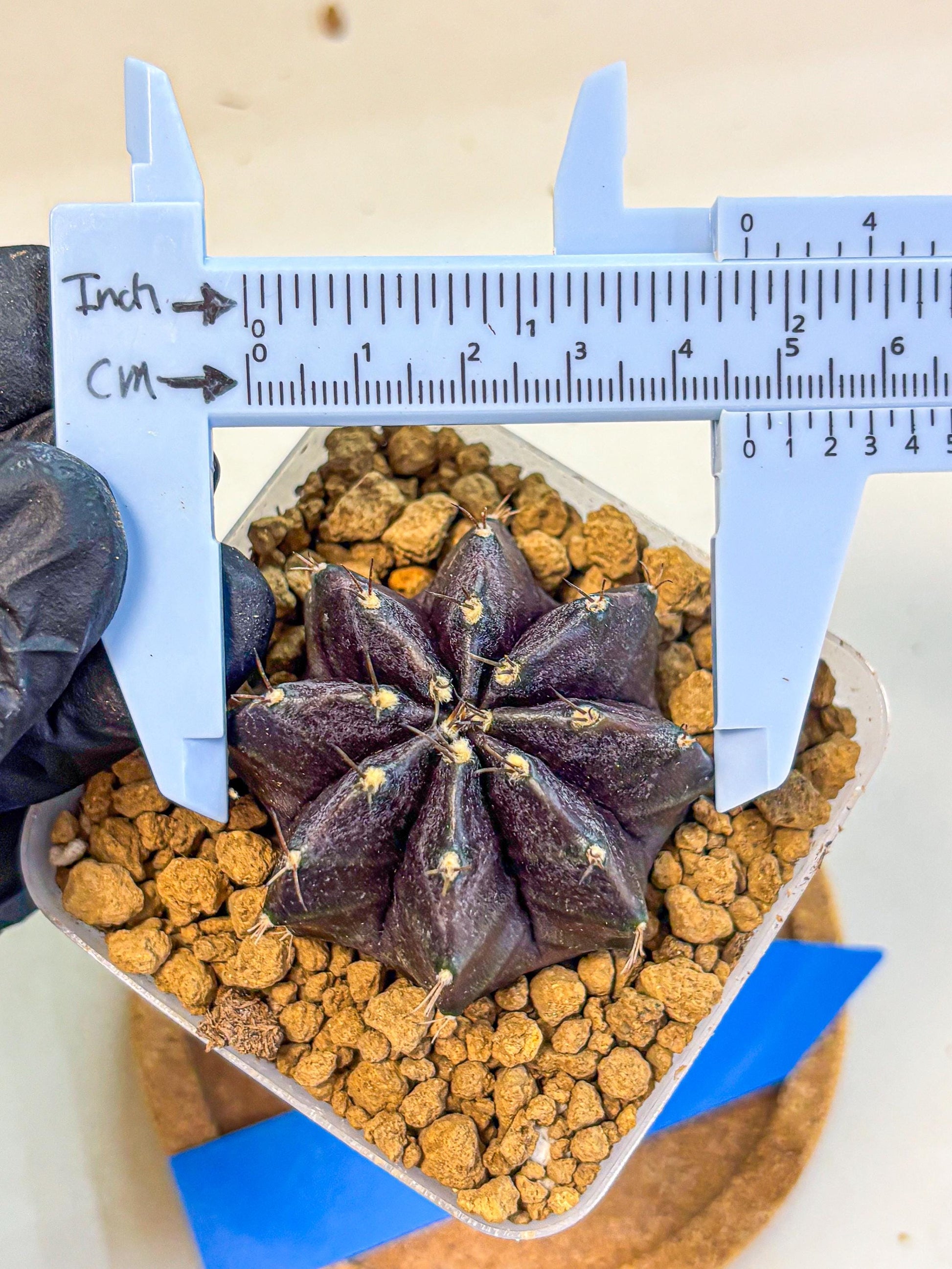 Gymnocalycium oo (gy17) (bb) | Collector’s Edition