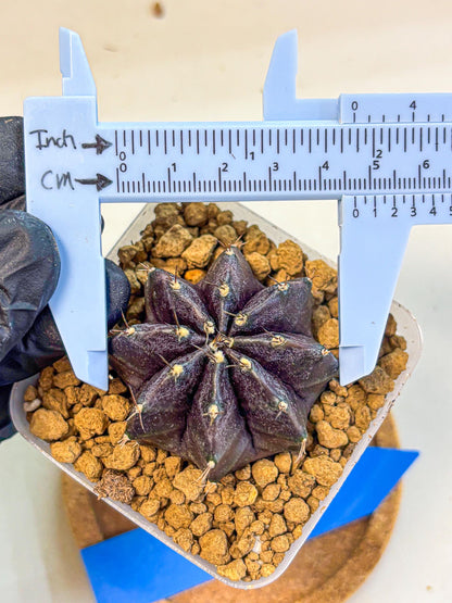 Gymnocalycium oo (gy17) (bb) | Collector’s Edition