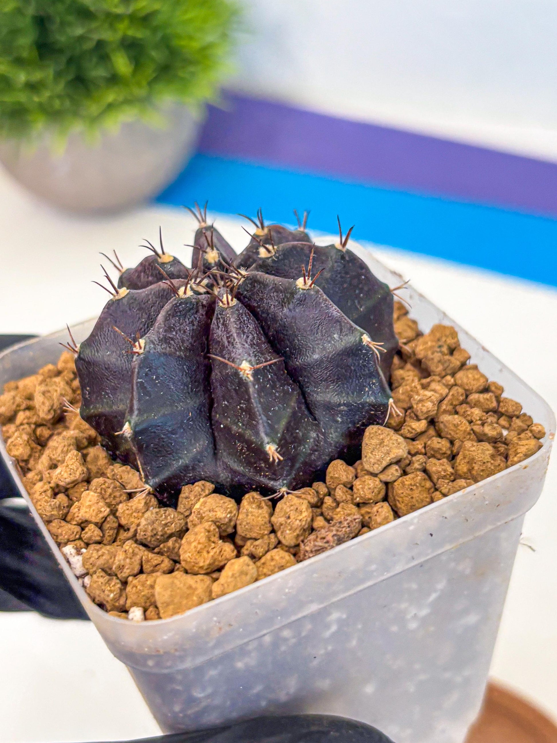 Gymnocalycium oo (gy17) (bb) | Collector’s Edition