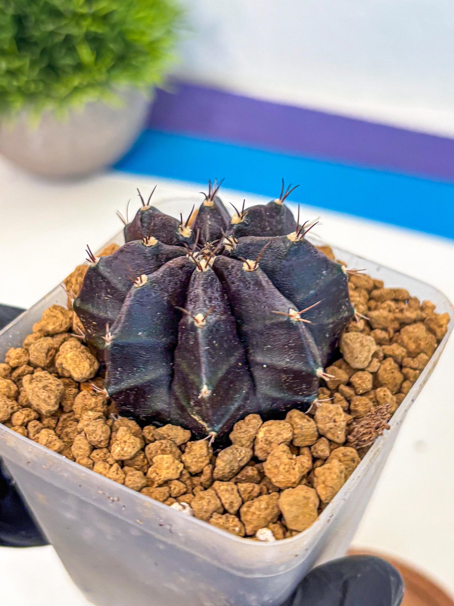 Gymnocalycium oo (gy17) (bb) | Collector’s Edition