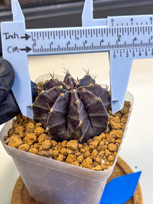 Gymnocalycium oo (gy17) (bb) | Collector’s Edition