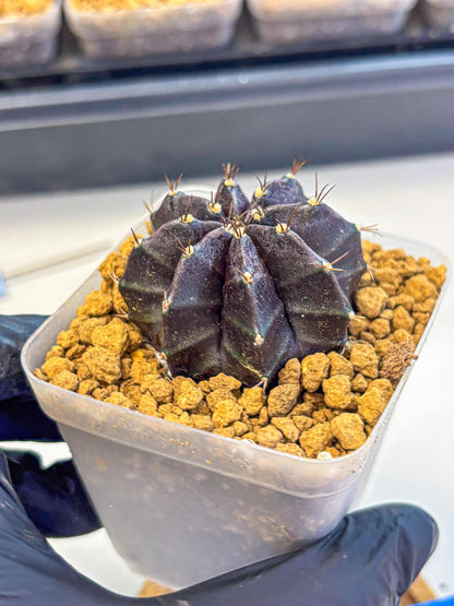 Gymnocalycium oo (gy17) (bb) | Collector’s Edition
