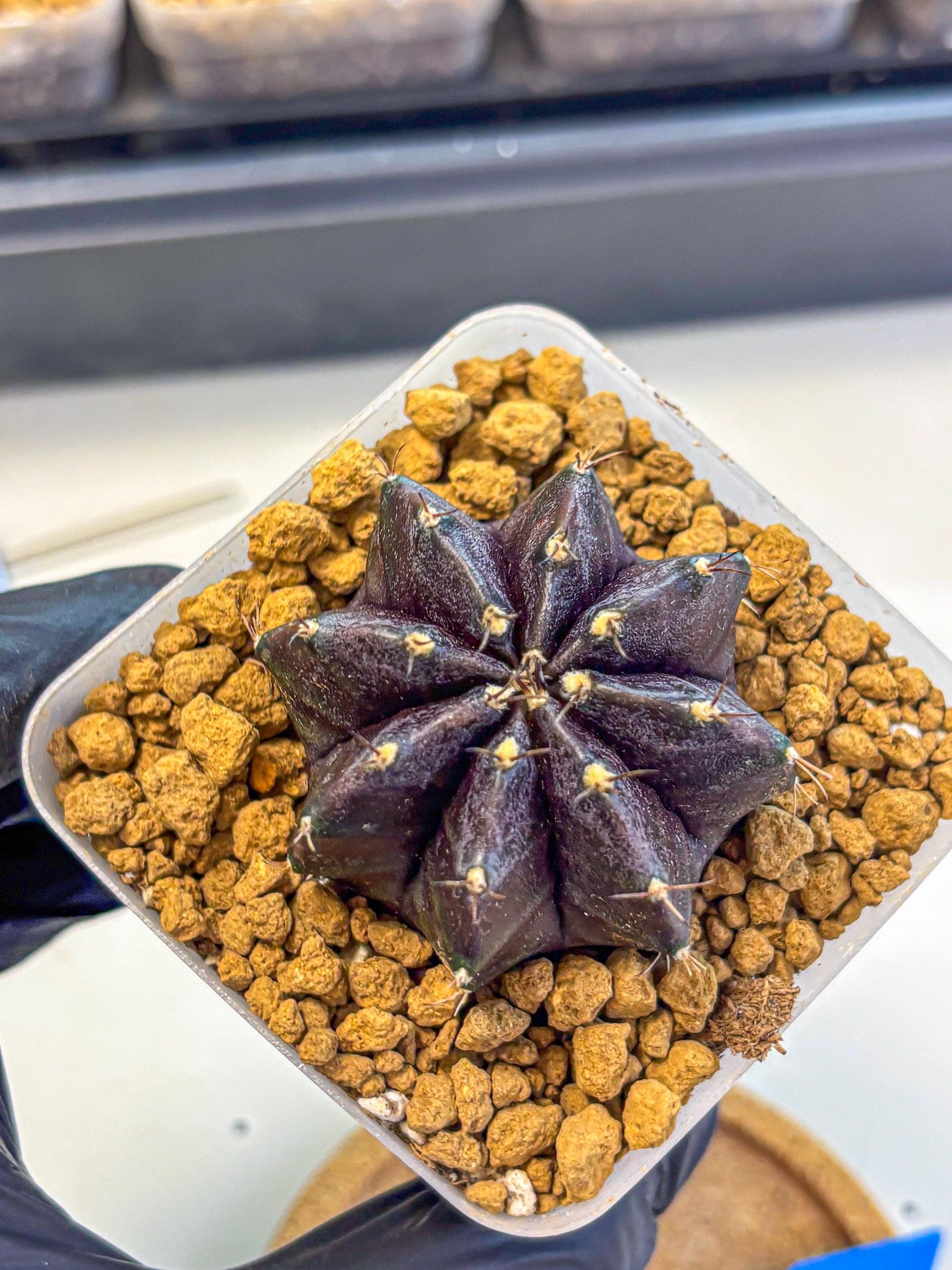 Gymnocalycium oo (gy17) (bb) | Collector’s Edition