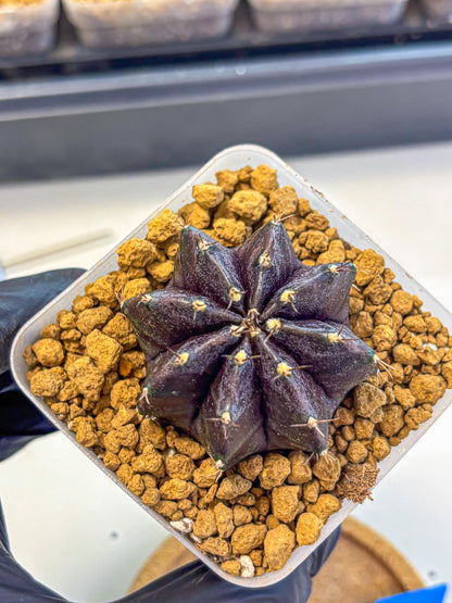 Gymnocalycium oo (gy17) (bb) | Collector’s Edition
