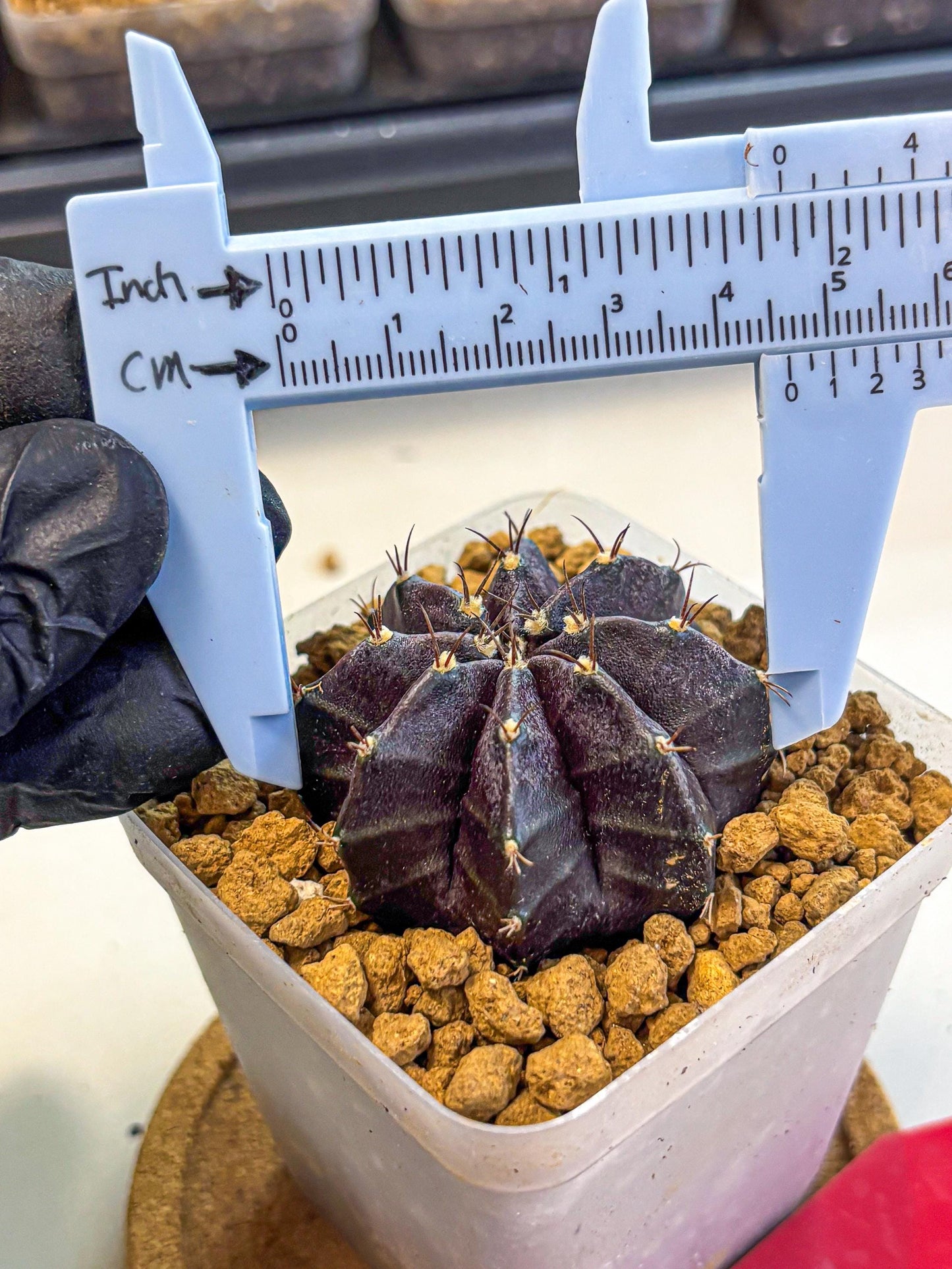 Gymnocalycium oo (gy17) (rr) | Collector’s Edition