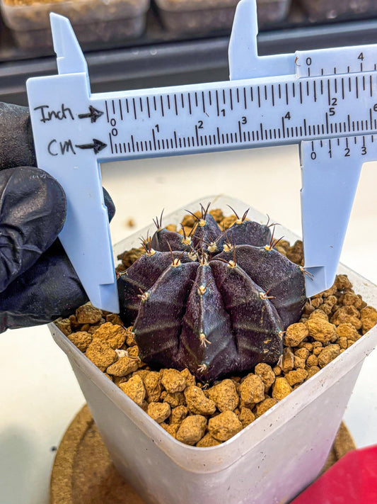 Gymnocalycium oo (gy17) (rr) | Collector’s Edition