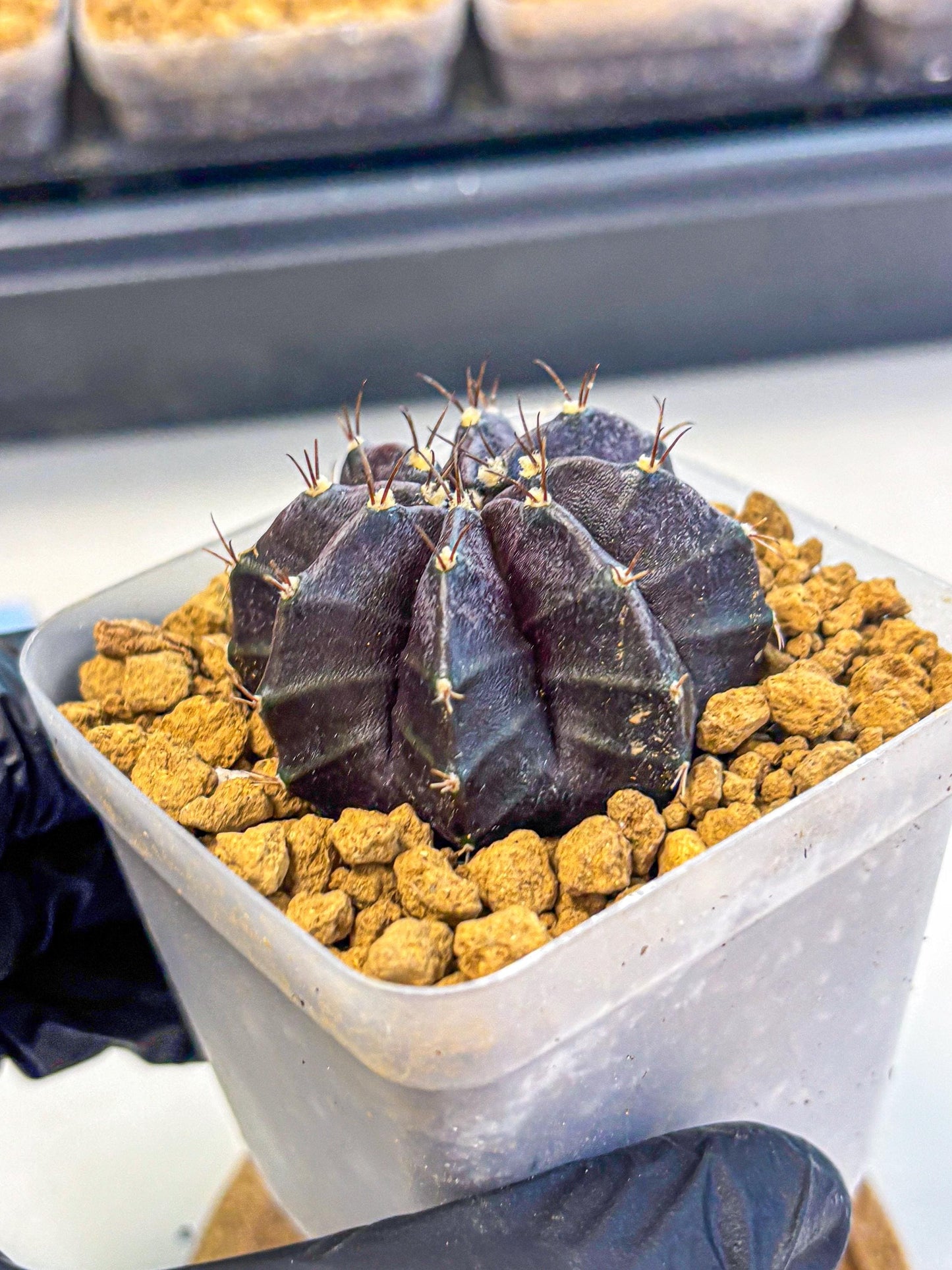 Gymnocalycium oo (gy17) (rr) | Collector’s Edition