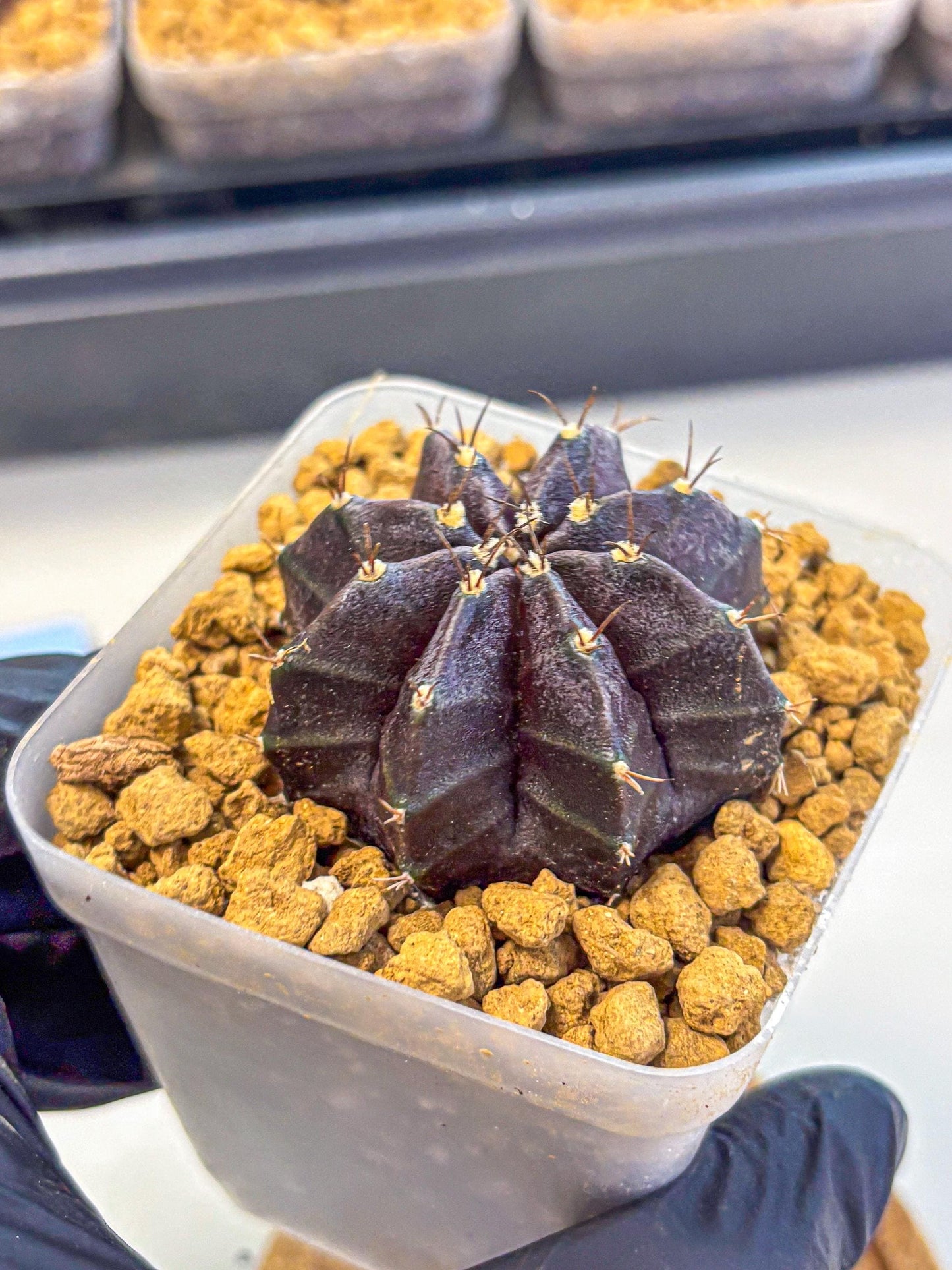 Gymnocalycium oo (gy17) (rr) | Collector’s Edition