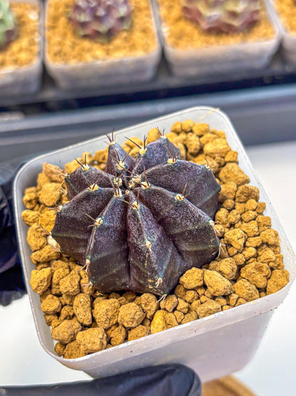 Gymnocalycium oo (gy17) (rr) | Collector’s Edition