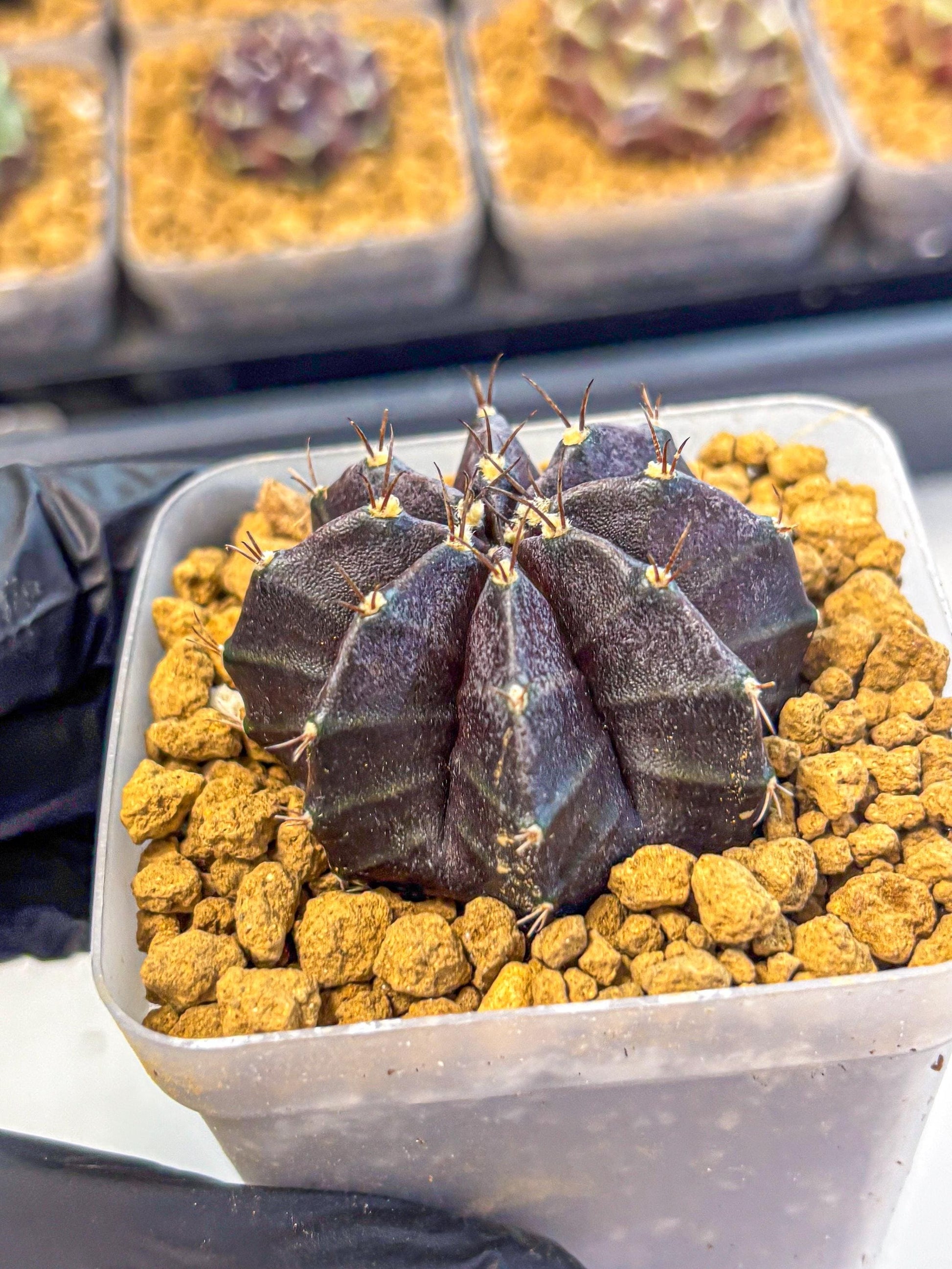Gymnocalycium oo (gy17) (rr) | Collector’s Edition