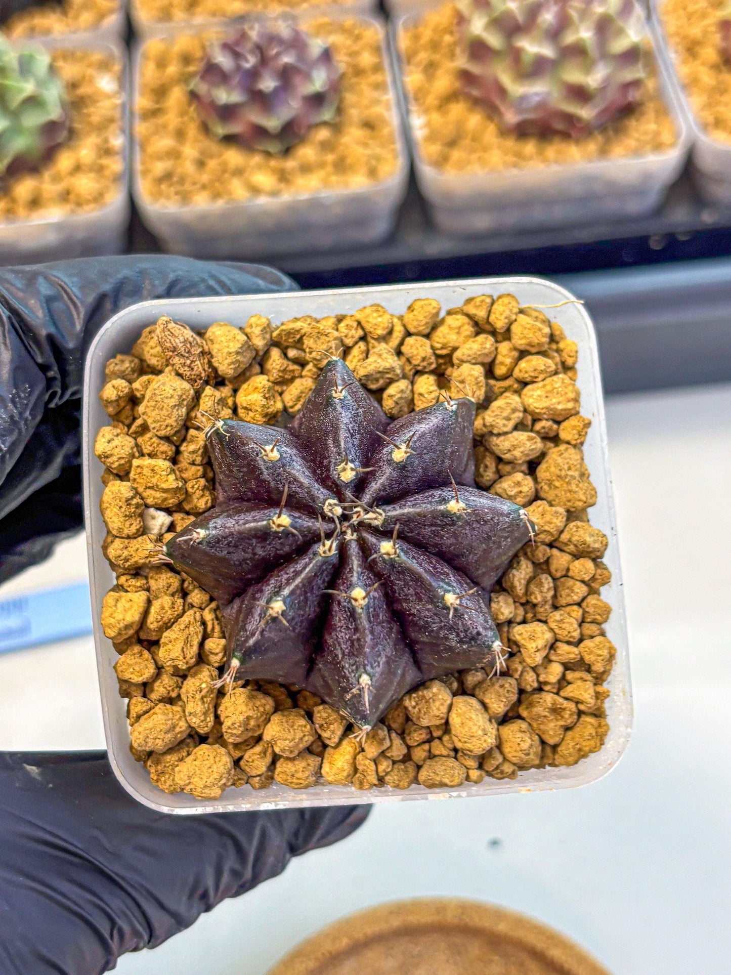 Gymnocalycium oo (gy17) (rr) | Collector’s Edition
