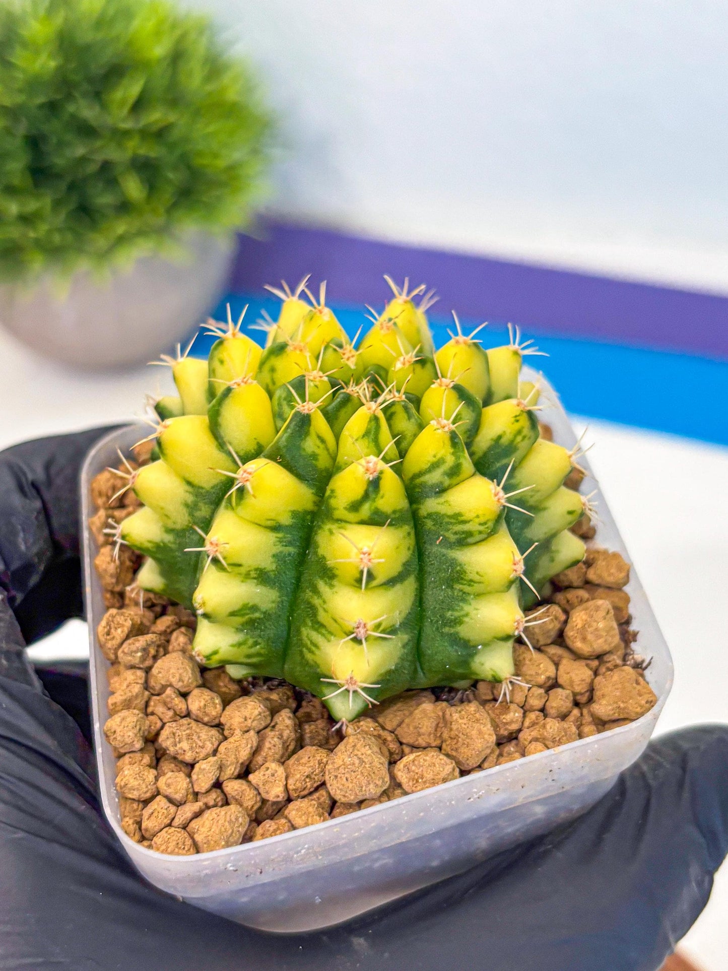 Gymnocalycium Pomelo (gy17) (yy) | Collector’s Edition