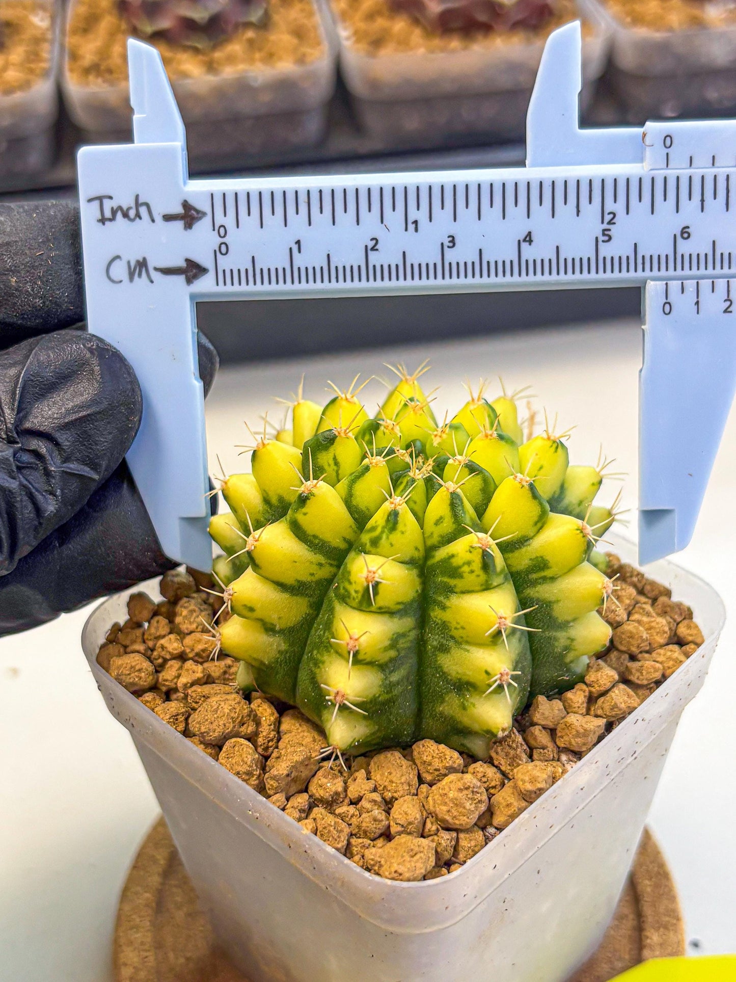 Gymnocalycium Pomelo (gy17) (yy) | Collector’s Edition