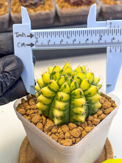 Gymnocalycium Pomelo (gy17) (yy) | Collector’s Edition