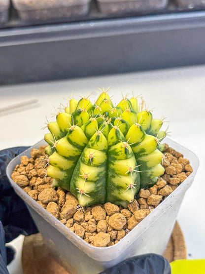 Gymnocalycium Pomelo (gy17) (yy) | Collector’s Edition