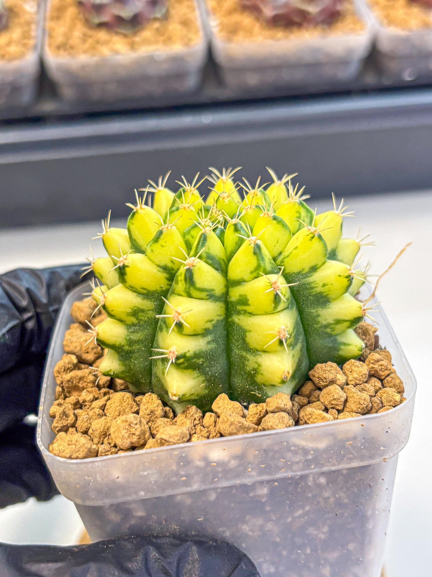 Gymnocalycium Pomelo (gy17) (yy) | Collector’s Edition
