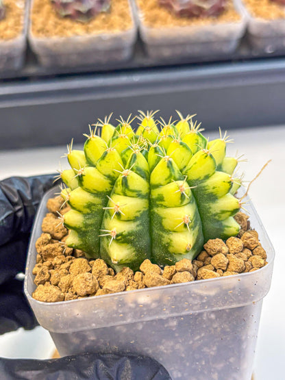 Gymnocalycium Pomelo (gy17) (yy) | Collector’s Edition