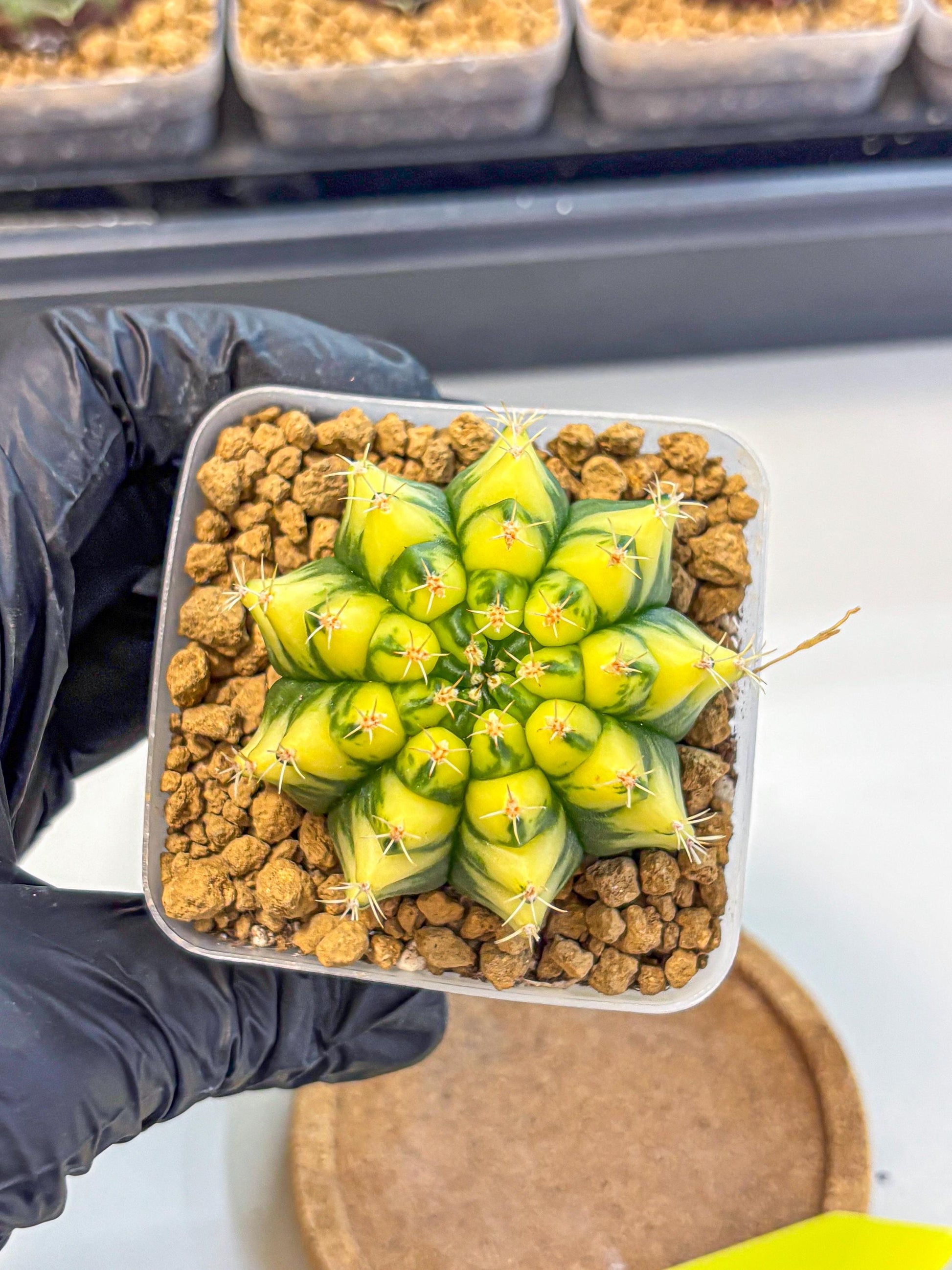 Gymnocalycium Pomelo (gy17) (yy) | Collector’s Edition