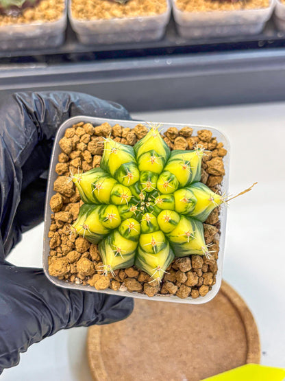 Gymnocalycium Pomelo (gy17) (yy) | Collector’s Edition