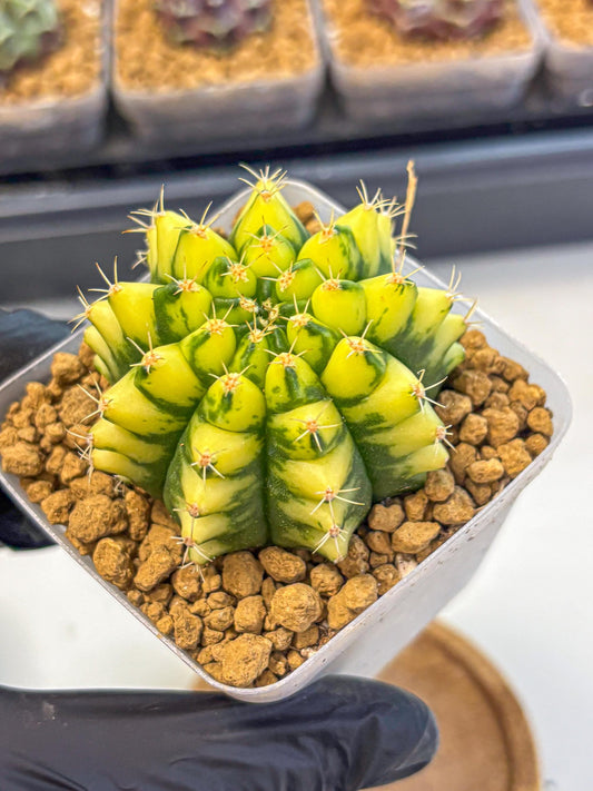 Gymnocalycium Pomelo (gy17) (yy) | Collector’s Edition