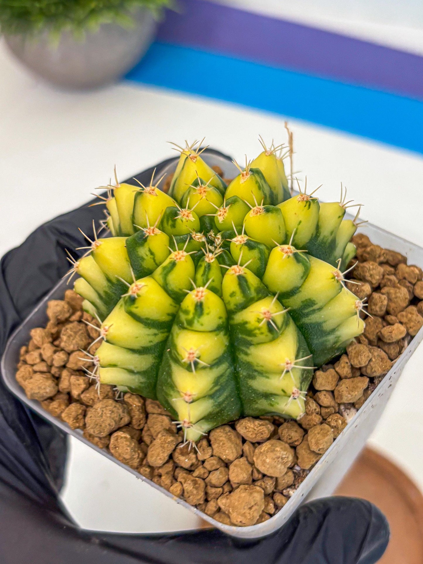 Gymnocalycium Pomelo (gy17) (yy) | Collector’s Edition