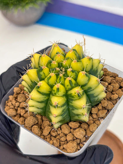 Gymnocalycium Pomelo (gy17) (yy) | Collector’s Edition