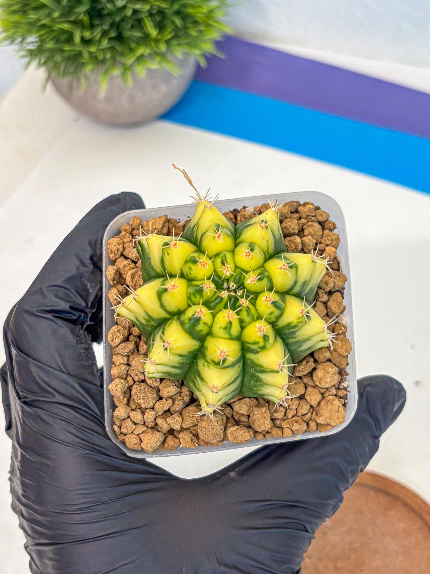 Gymnocalycium Pomelo (gy17) (yy) | Collector’s Edition