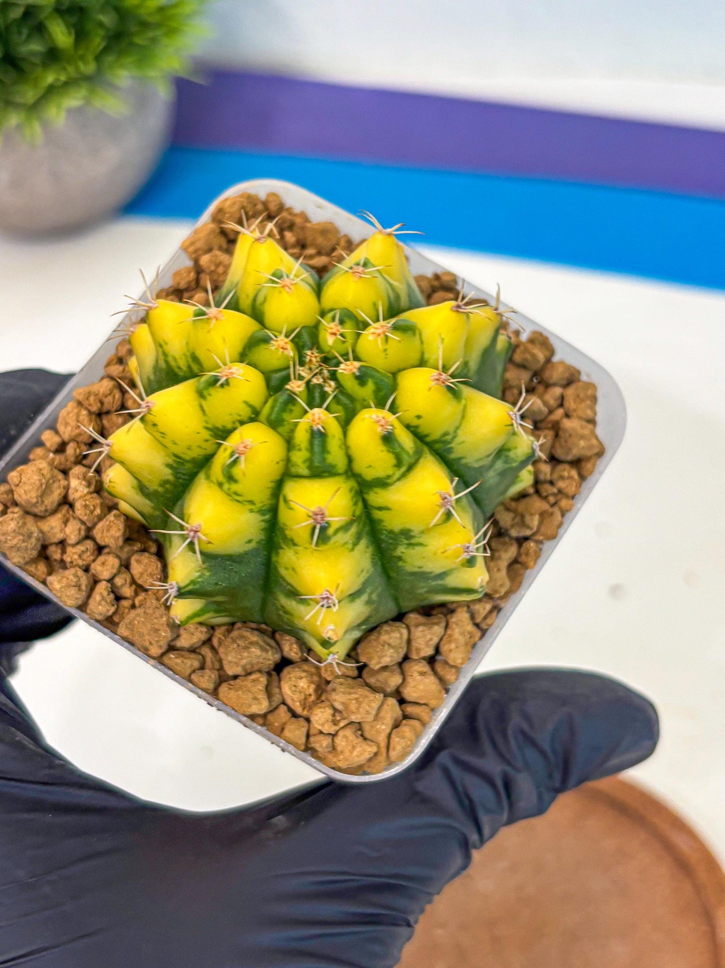 Gymnocalycium Pomelo (gy17) (01) | Collector’s Edition