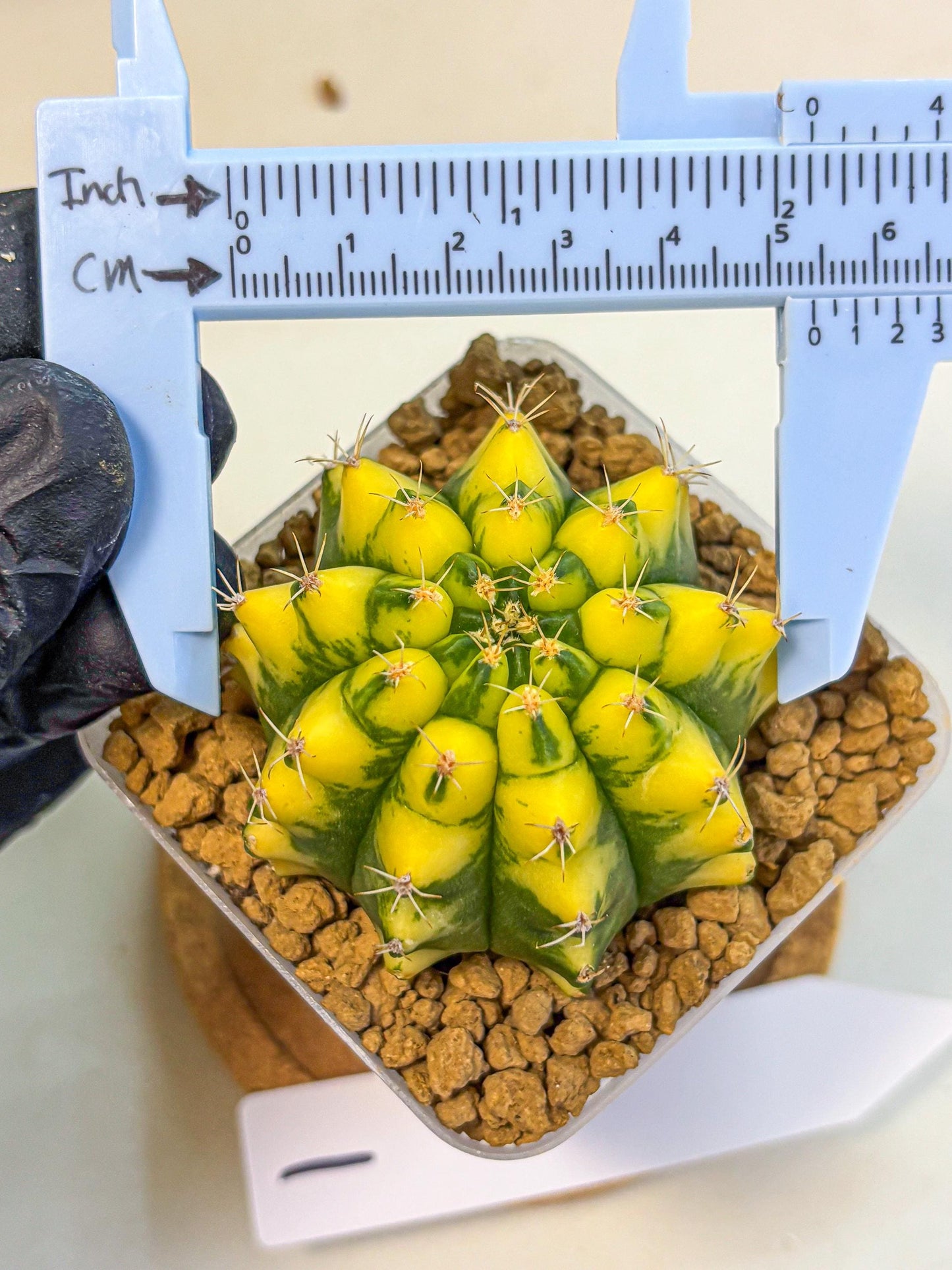 Gymnocalycium Pomelo (gy17) (01) | Collector’s Edition