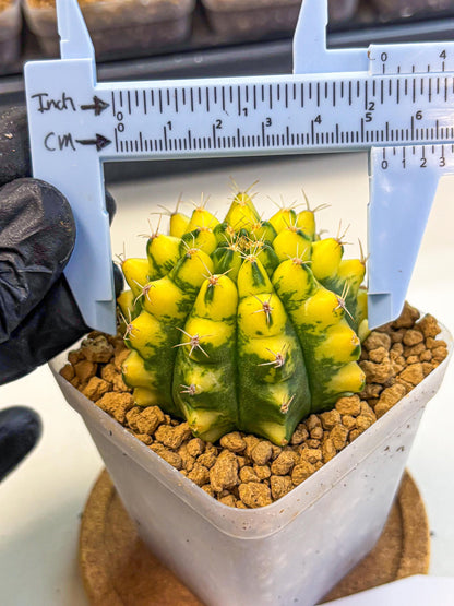 Gymnocalycium Pomelo (gy17) (01) | Collector’s Edition