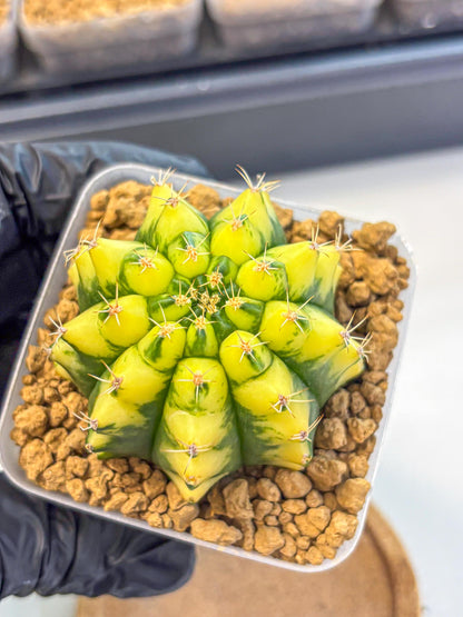 Gymnocalycium Pomelo (gy17) (01) | Collector’s Edition