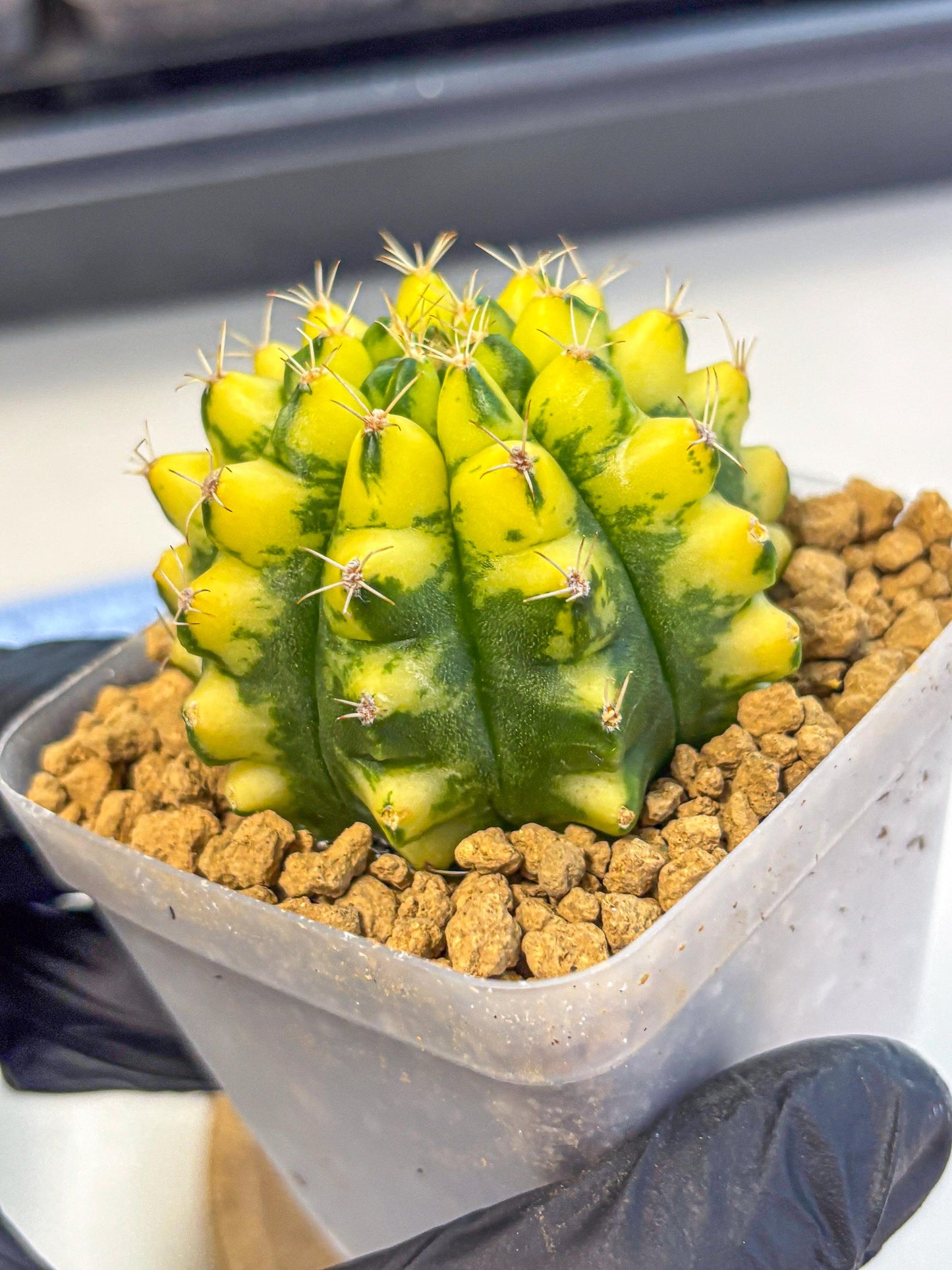 Gymnocalycium Pomelo (gy17) (01) | Collector’s Edition
