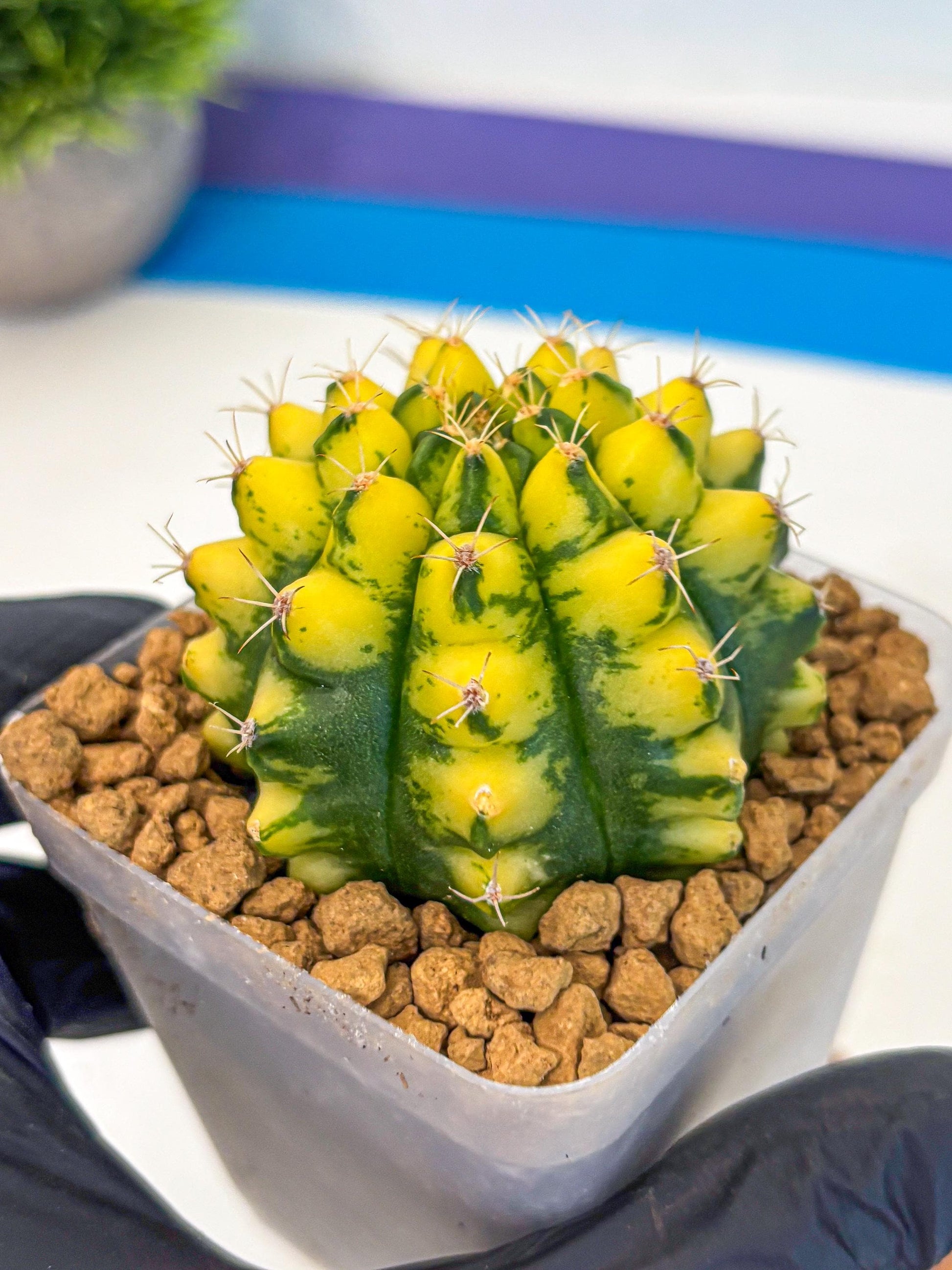 Gymnocalycium Pomelo (gy17) (01) | Collector’s Edition