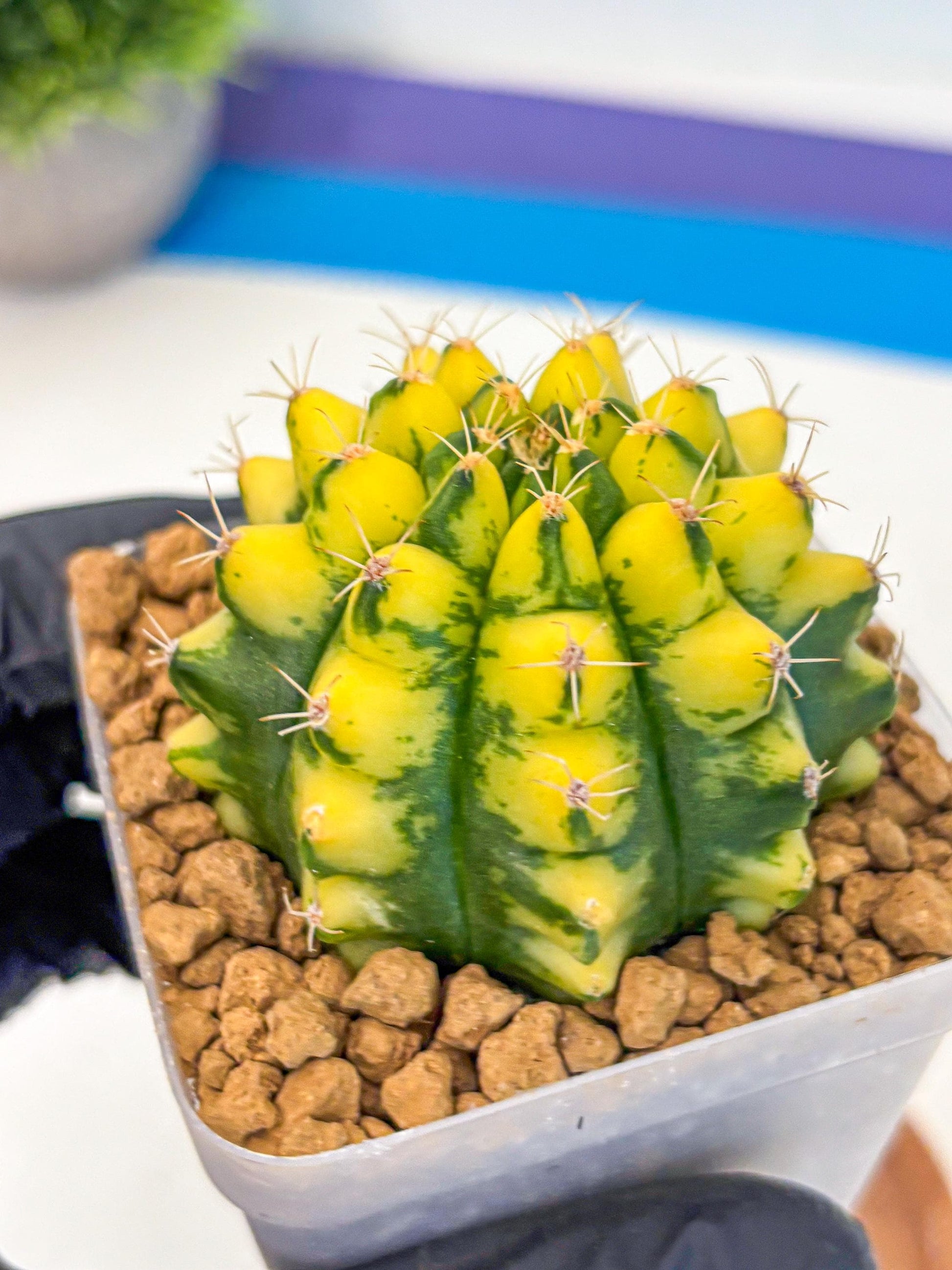 Gymnocalycium Pomelo (gy17) (01) | Collector’s Edition