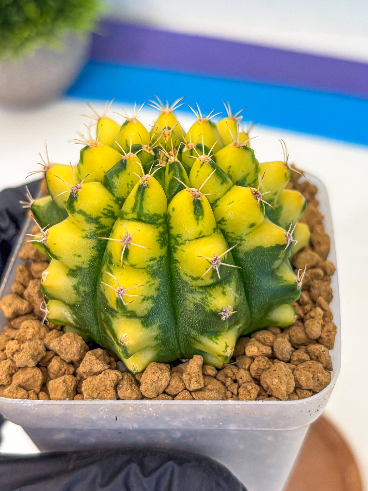 Gymnocalycium Pomelo (gy17) (01) | Collector’s Edition