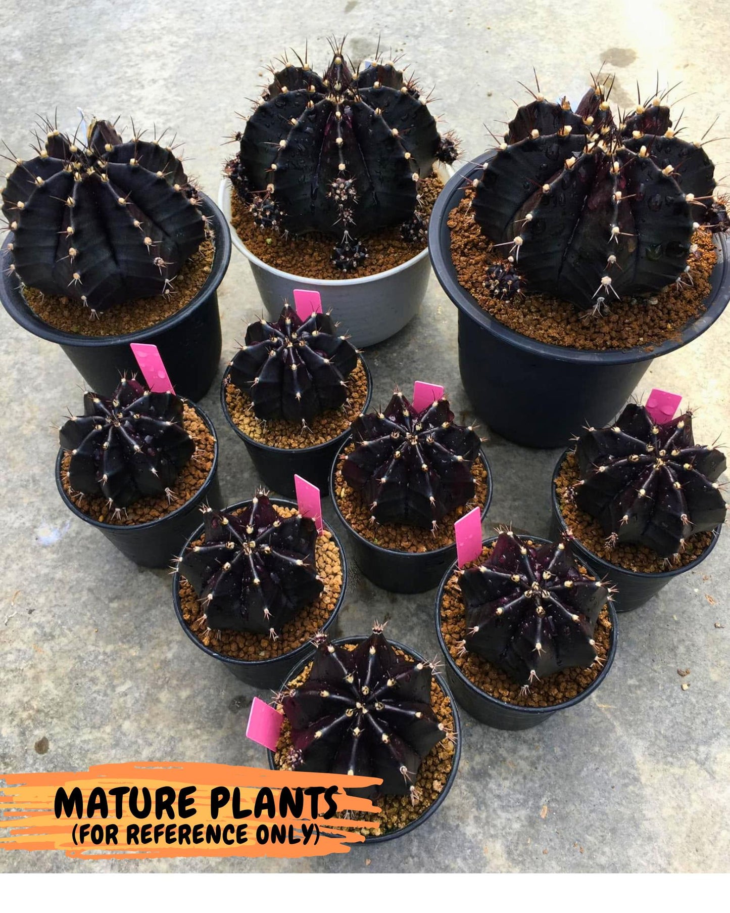 Gymnocalycium oo (gy17) (bb) | Collector’s Edition