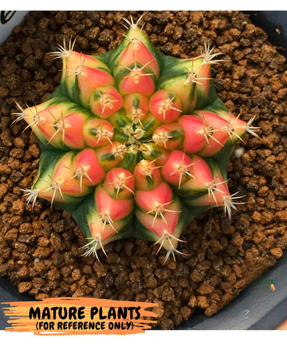 Gymnocalycium Pomelo (gy8) (16) | Collector’s Edition