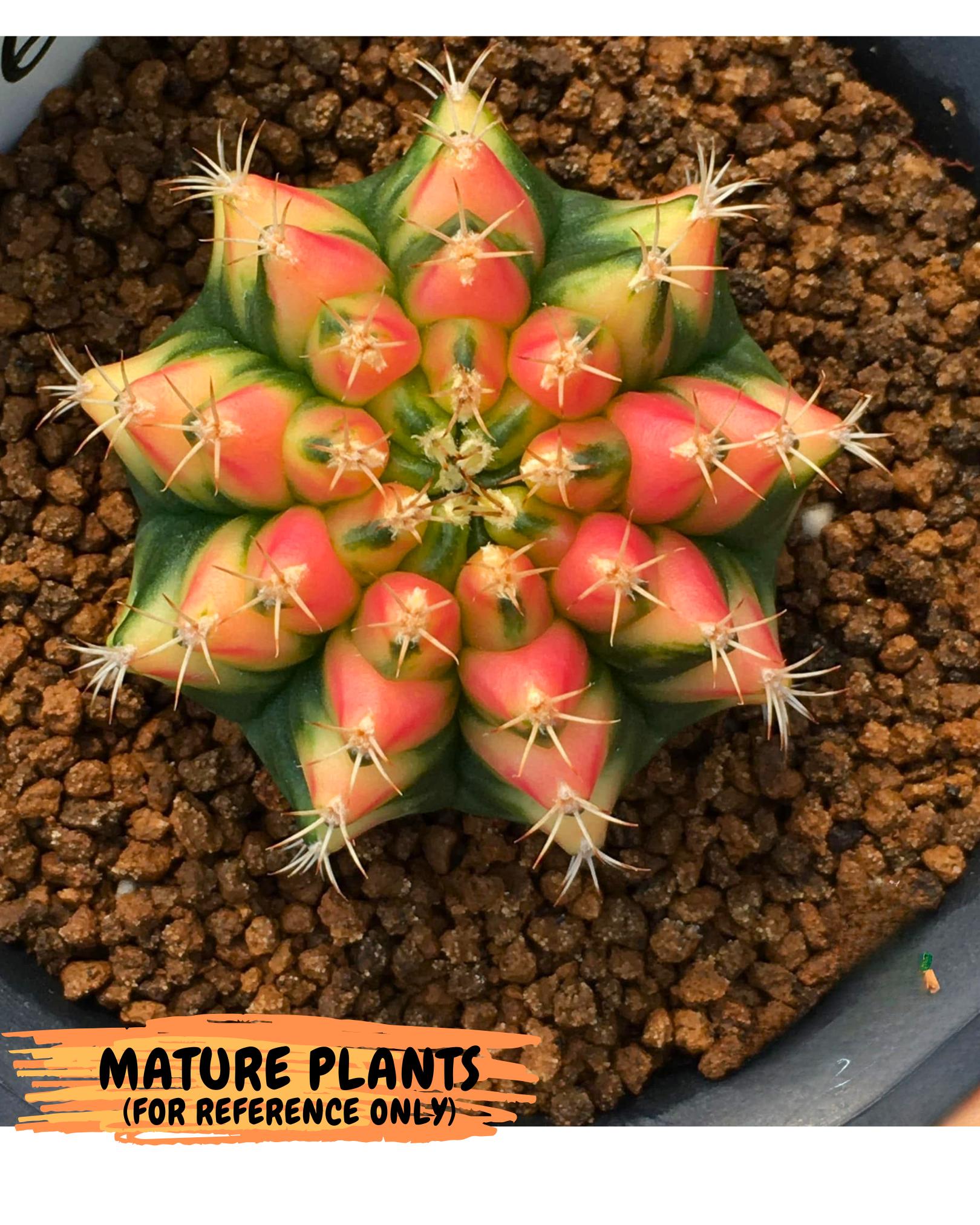 Gymnocalycium Pomelo (gy17) (01) | Collector’s Edition