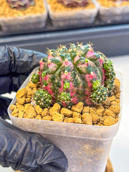Gymnocalycium Larisa (gy17) (02) | Collector’s Edition