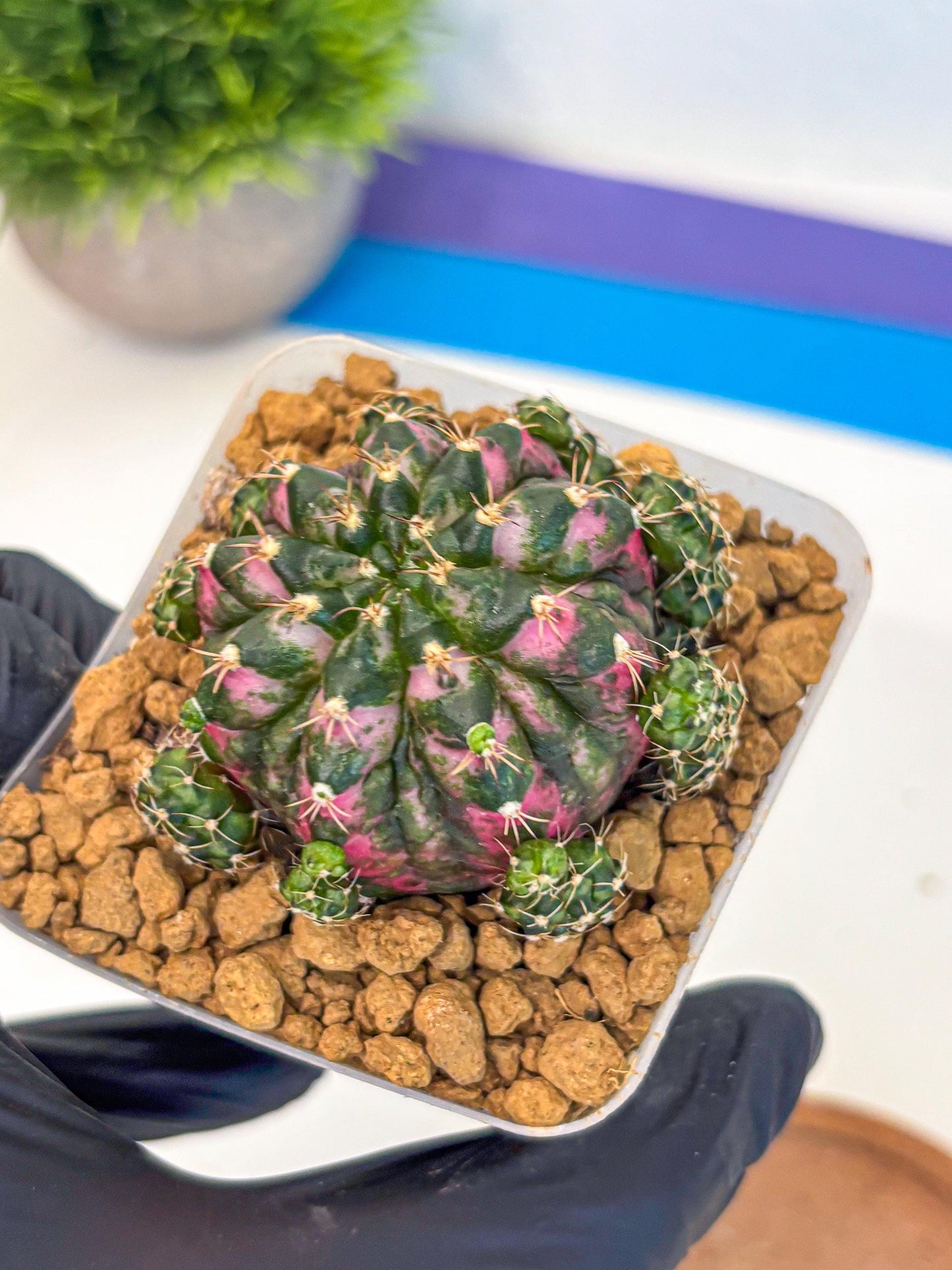 Gymnocalycium Larisa (gy17) (02) | Collector’s Edition