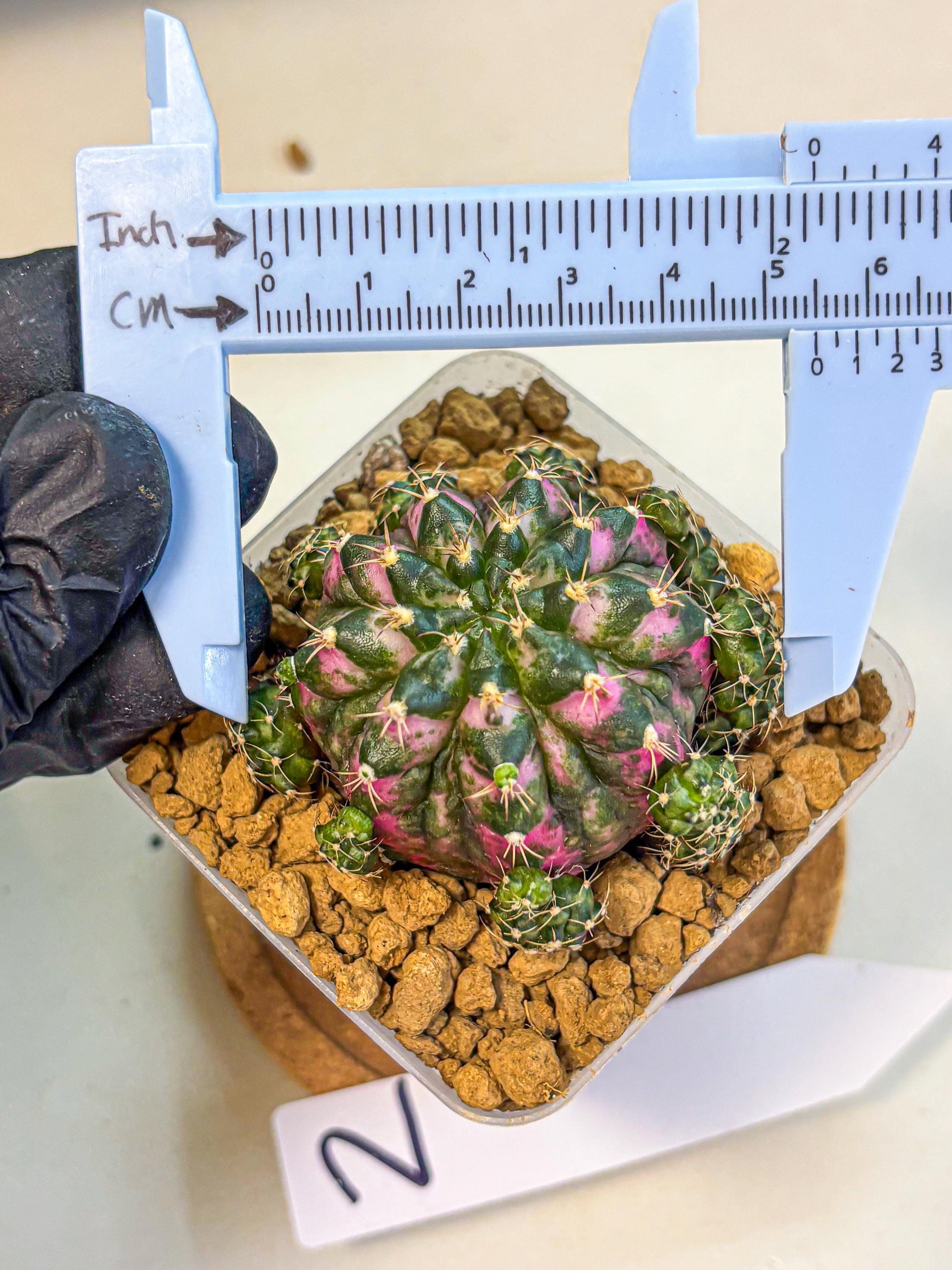 Gymnocalycium Larisa (gy17) (02) | Collector’s Edition
