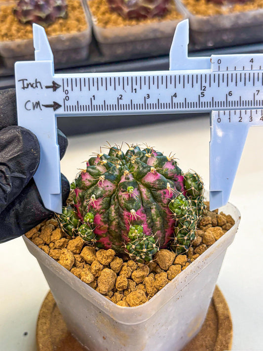 Gymnocalycium Larisa (gy17) (02) | Collector’s Edition