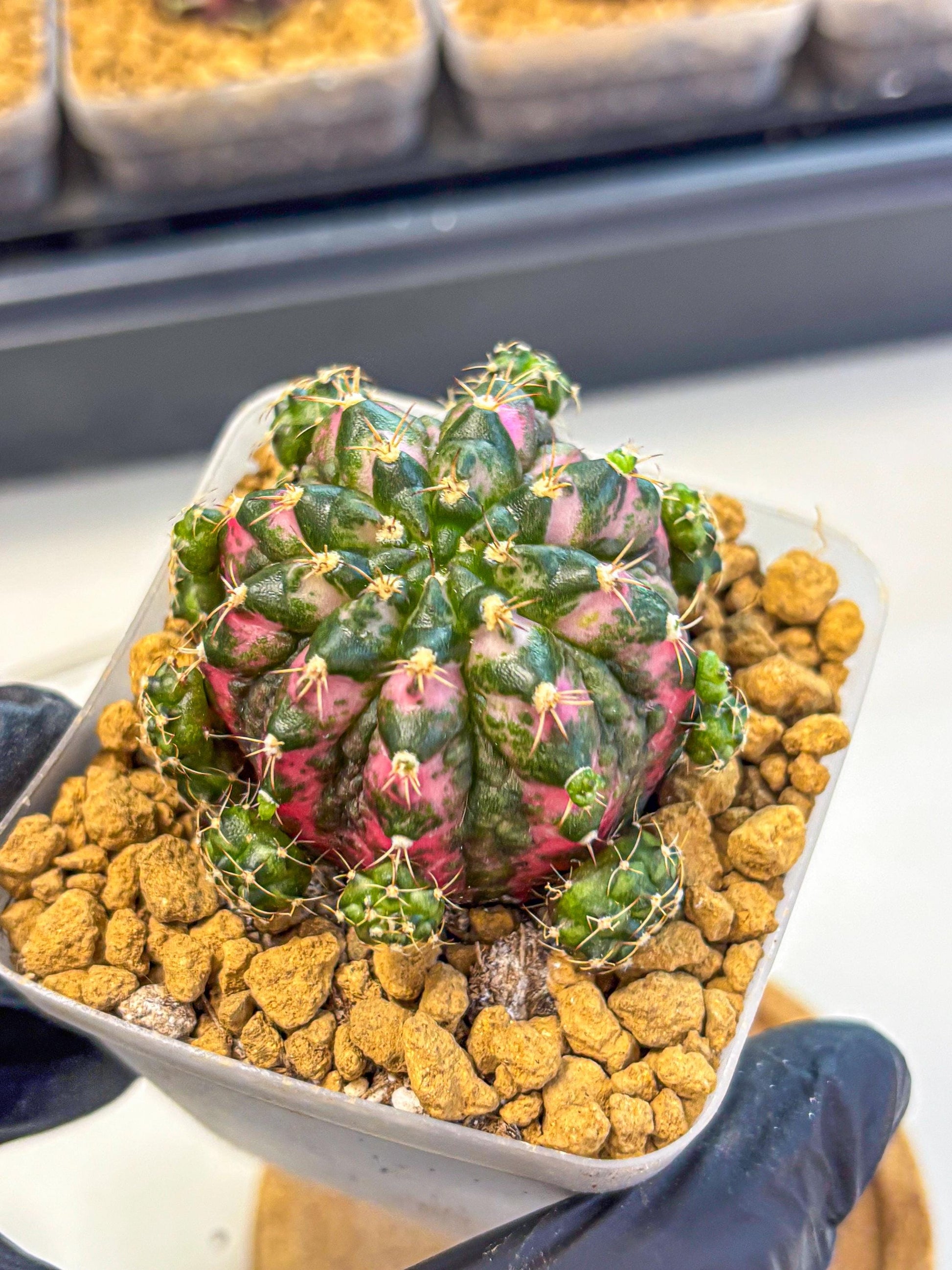 Gymnocalycium Larisa (gy17) (02) | Collector’s Edition