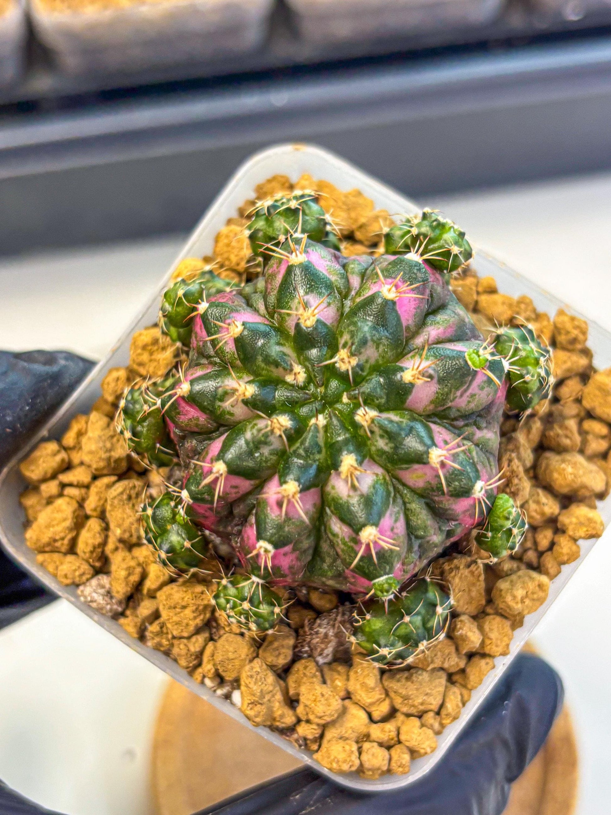 Gymnocalycium Larisa (gy17) (02) | Collector’s Edition