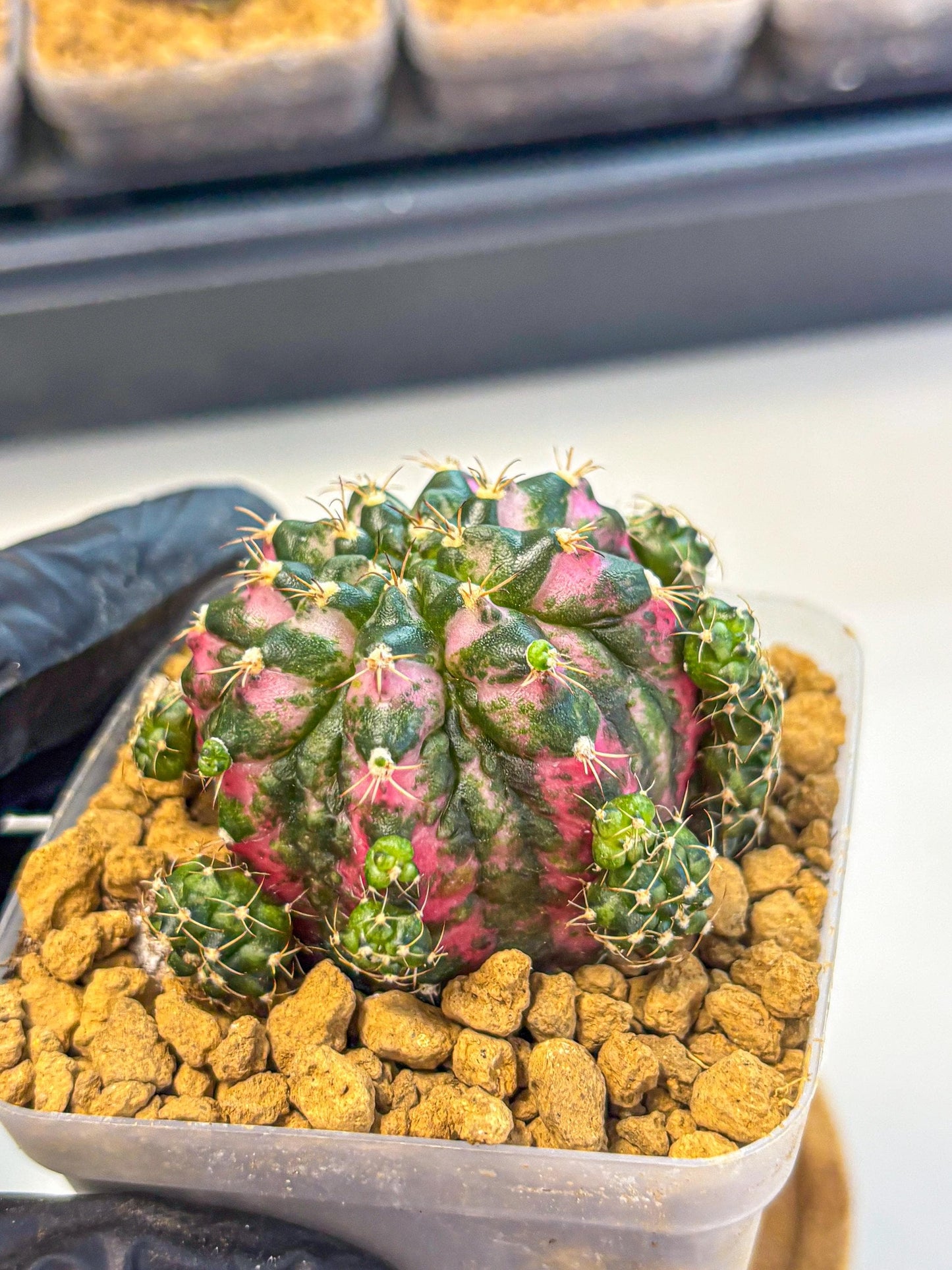 Gymnocalycium Larisa (gy17) (02) | Collector’s Edition