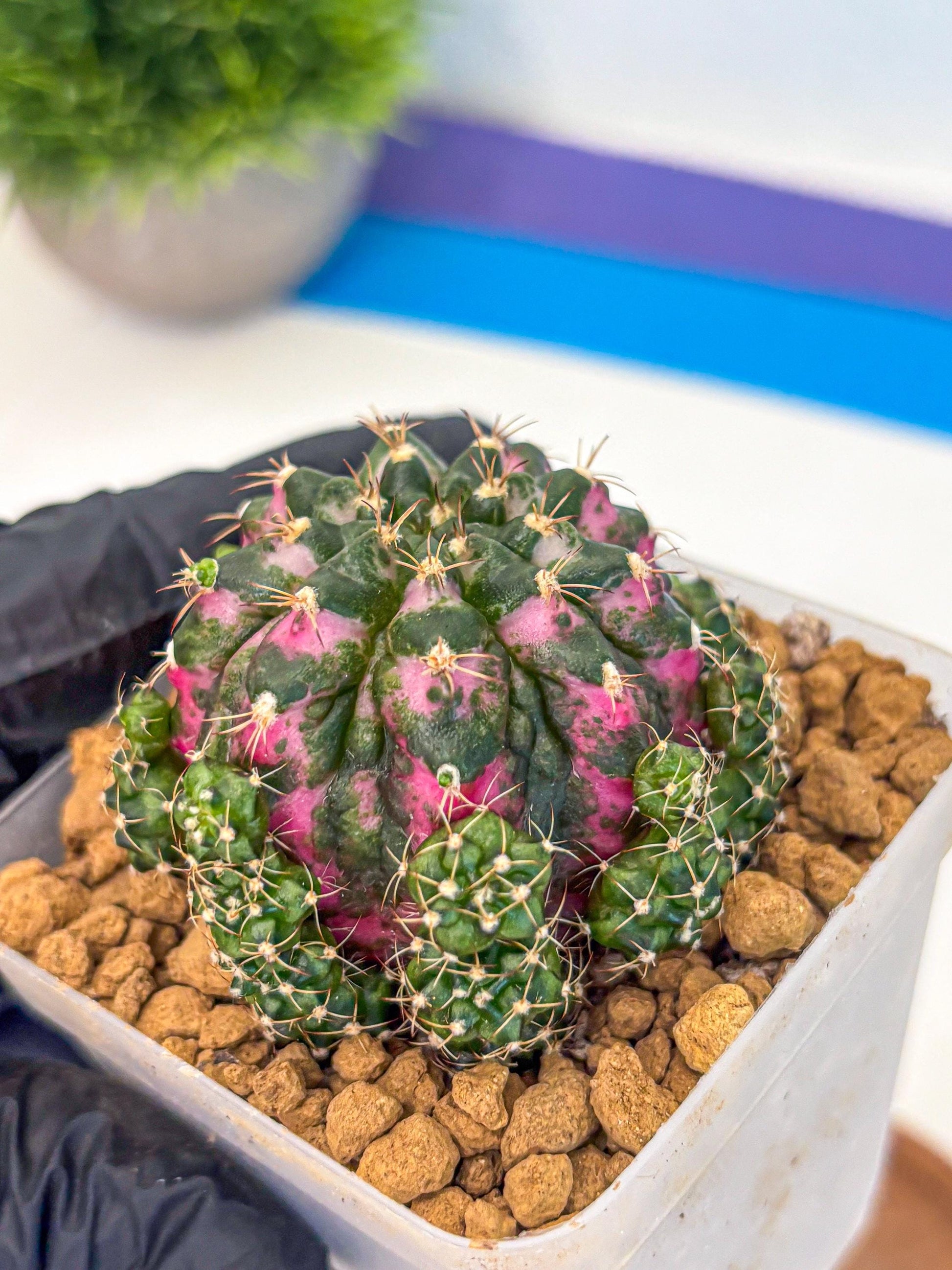 Gymnocalycium Larisa (gy17) (02) | Collector’s Edition